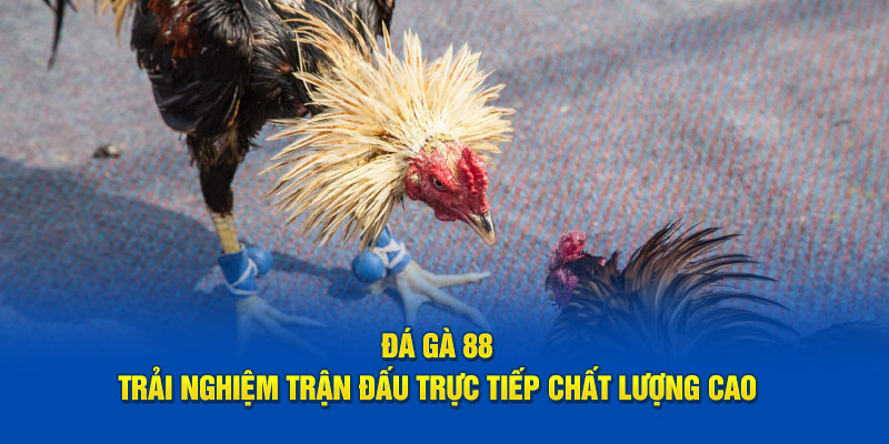 Sơ lược nội dung cần nắm về nền tảng đá gà 88 trực tuyến