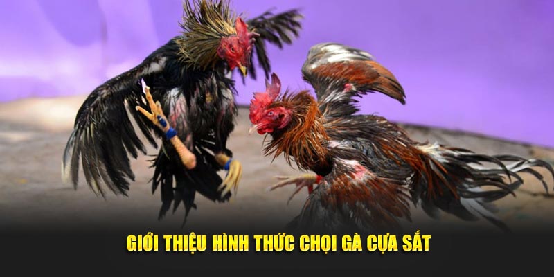 Đá gà cựa sắt là hình thức thu hút số lượng lớn người tham gia