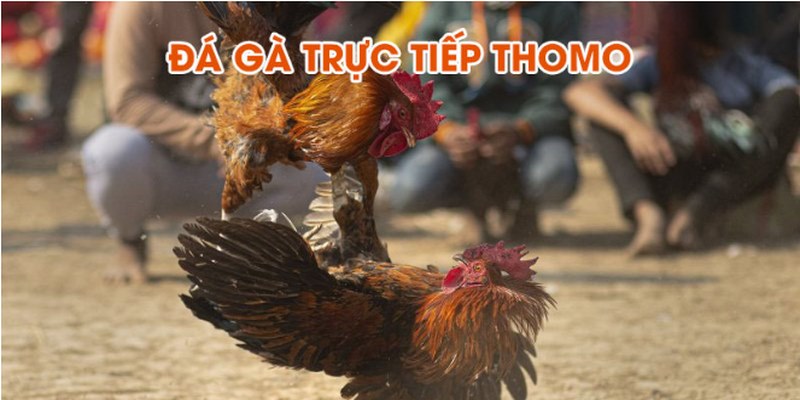 Đá gà trực tiếp Thomo có nhiều cuộc chiến siêu kịch tính